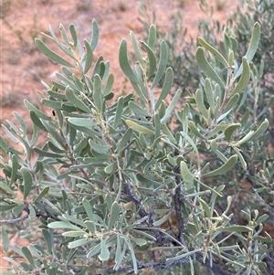 Senna phyllodinea at Tibooburra, NSW - 29 Jun 2024