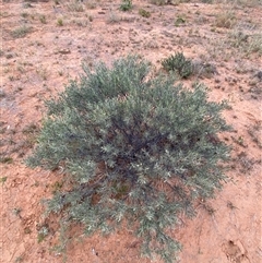 Senna phyllodinea at Tibooburra, NSW - 29 Jun 2024