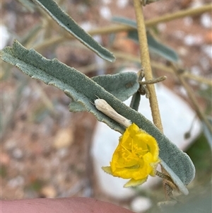 Sida petrophila at Tibooburra, NSW - 29 Jun 2024