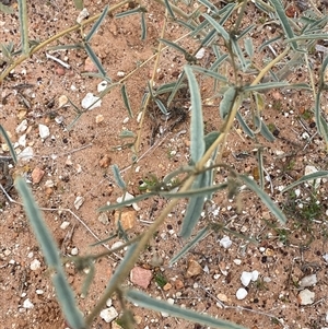 Sida petrophila at Tibooburra, NSW - 29 Jun 2024