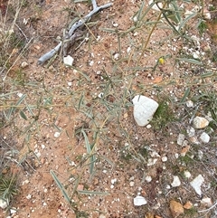 Sida petrophila at Tibooburra, NSW - 29 Jun 2024 09:14 AM