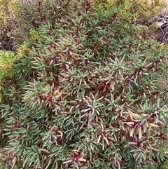 Sclerolaena longicuspis at Tibooburra, NSW - 29 Jun 2024