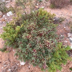 Sclerolaena longicuspis at Tibooburra, NSW - 29 Jun 2024