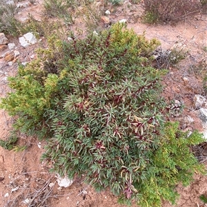 Sclerolaena longicuspis at Tibooburra, NSW - 29 Jun 2024