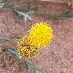 Leptorhynchos sp. at Tibooburra, NSW - 28 Jun 2024 by Tapirlord