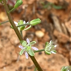 Lepidium phlebopetalum (Veined Peppercress) at Tibooburra, NSW - 29 Jun 2024 by Tapirlord