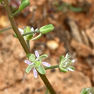 Lepidium phlebopetalum (Veined Peppercress) at Tibooburra, NSW - 29 Jun 2024 by Tapirlord