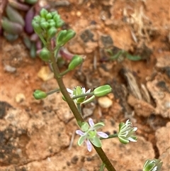 Lepidium phlebopetalum at Tibooburra, NSW - 29 Jun 2024