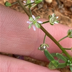 Lepidium phlebopetalum at Tibooburra, NSW - 29 Jun 2024 09:08 AM