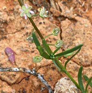 Lepidium phlebopetalum at Tibooburra, NSW - 29 Jun 2024 09:08 AM