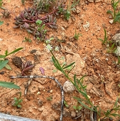 Lepidium phlebopetalum at Tibooburra, NSW - 29 Jun 2024