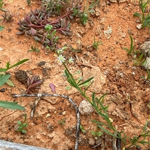 Lepidium phlebopetalum at Tibooburra, NSW - 29 Jun 2024 09:08 AM