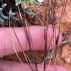 Aristida sp. at Tibooburra, NSW - 28 Jun 2024 by Tapirlord