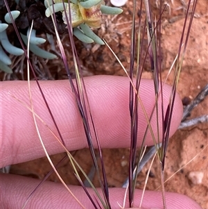 Aristida sp. at Tibooburra, NSW - 29 Jun 2024 09:08 AM