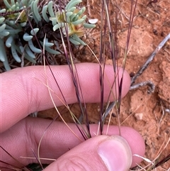 Aristida sp. at Tibooburra, NSW - 29 Jun 2024 09:08 AM