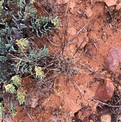 Aristida sp. at Tibooburra, NSW - 29 Jun 2024