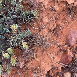 Aristida (genus) at Tibooburra, NSW - 29 Jun 2024 09:08 AM