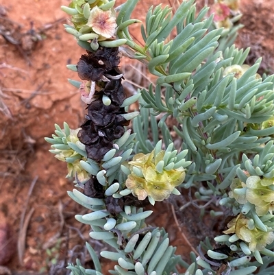 Maireana triptera (Three-Wing Bluebush) at Tibooburra, NSW - 29 Jun 2024 by Tapirlord