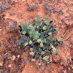 Maireana triptera at Tibooburra, NSW - 29 Jun 2024