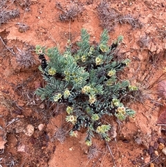 Maireana triptera at Tibooburra, NSW - 29 Jun 2024 09:07 AM