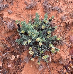 Maireana triptera at Tibooburra, NSW - 29 Jun 2024