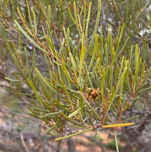 Acacia sibirica at Tibooburra, NSW - 29 Jun 2024