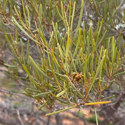 Acacia sibirica (Bastard Mulga, False Witchetty Bush) at Tibooburra, NSW - 29 Jun 2024 by Tapirlord