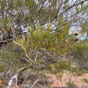 Acacia sibirica at Tibooburra, NSW - 29 Jun 2024