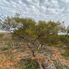 Acacia sibirica at Tibooburra, NSW - 29 Jun 2024