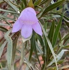 Eremophila freelingii (Limestone Fuchsia, Rock Fuchsia Bush) at Tibooburra, NSW - 28 Jun 2024 by Tapirlord