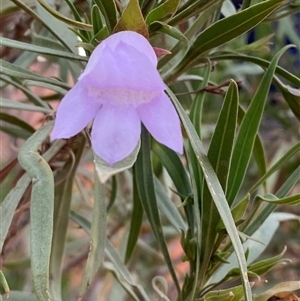 Eremophila freelingii at Tibooburra, NSW - 29 Jun 2024 09:05 AM