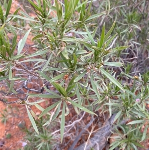 Eremophila freelingii at Tibooburra, NSW - 29 Jun 2024