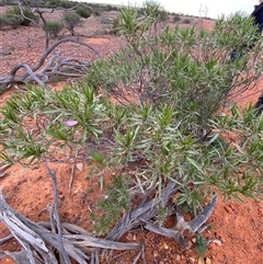 Eremophila freelingii at Tibooburra, NSW - 29 Jun 2024