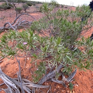 Eremophila freelingii at Tibooburra, NSW - 29 Jun 2024