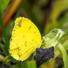 Eurema sp. at Bargara, QLD - 28 Jun 2024 by Petesteamer