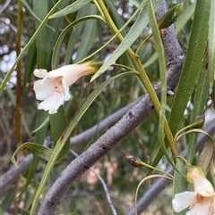 Eremophila bignoniiflora at Tibooburra, NSW - 28 Jun 2024 by Tapirlord