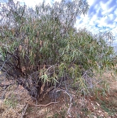 Eremophila bignoniiflora at Tibooburra, NSW - suppressed