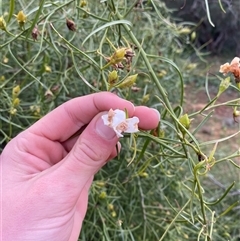 Eremophila bignoniiflora at Tibooburra, NSW - suppressed