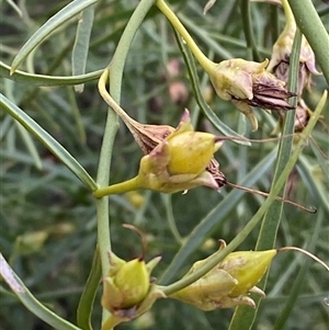 Eremophila bignoniiflora at suppressed - 29 Jun 2024