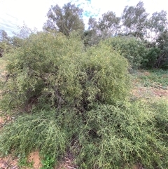 Eremophila bignoniiflora at Tibooburra, NSW - suppressed