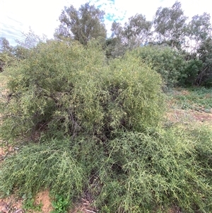 Eremophila bignoniiflora at Tibooburra, NSW - suppressed
