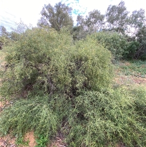 Eremophila bignoniiflora at suppressed - 29 Jun 2024