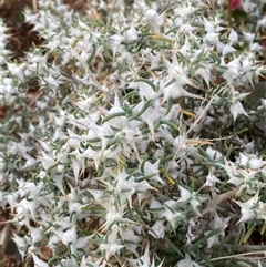 Sclerolaena bicornis (Goathead Burr) at Tibooburra, NSW - 28 Jun 2024 by Tapirlord