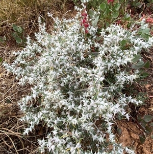 Sclerolaena bicornis at Tibooburra, NSW - 29 Jun 2024