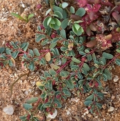 Euphorbia porcata at Tibooburra, NSW - 28 Jun 2024 by Tapirlord