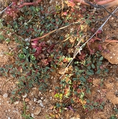 Euphorbia porcata at Tibooburra, NSW - 29 Jun 2024 08:23 AM