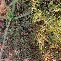 Euphorbia porcata at Tibooburra, NSW - 29 Jun 2024 08:23 AM
