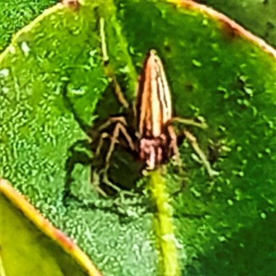 Oxyopes sp. (genus) (Lynx spider) at Burnett Heads, QLD - 4 Jul 2024 by Petesteamer