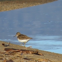 Actitis hypoleucos (Common Sandpiper) at Greenway, ACT - 17 Sep 2024 by SandraH