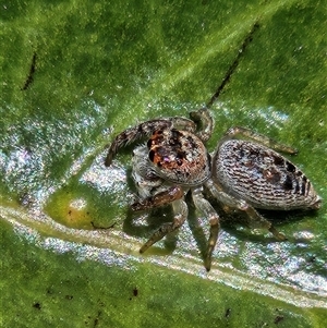 Opisthoncus sp. (genus) at Mooroolbark, VIC - 17 Sep 2024